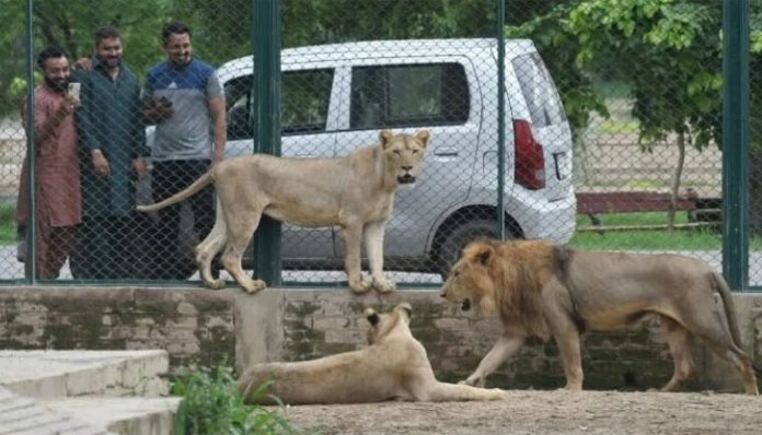 Lion Auction to take place in Lahore Zoo on August 11