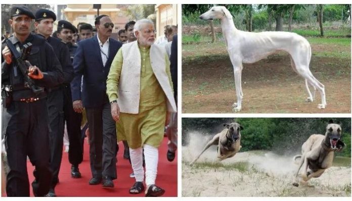 Mudhol Hound
