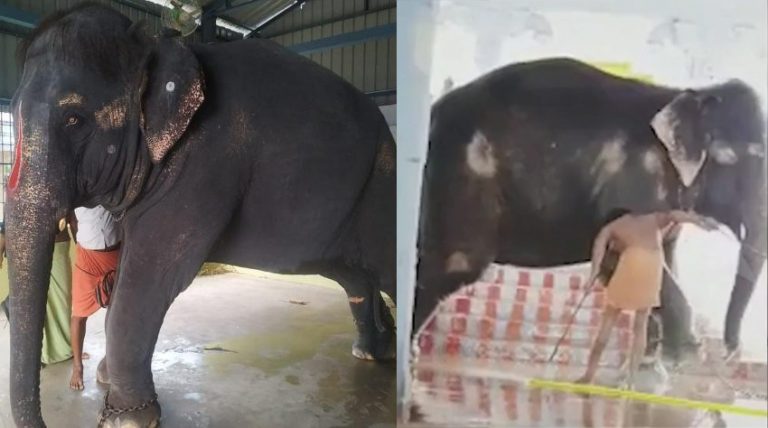 Assam govt sends high-level committee to Tamil Nadu to bring back the elephant Joymala after video of her brutal torture went viral
