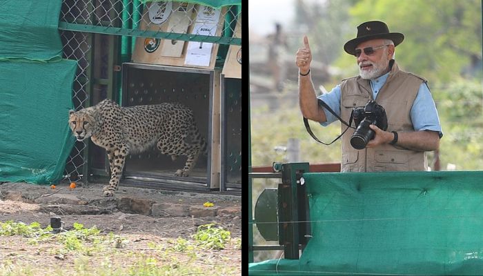 India's attempt to reintroduce Cheetah after it went extinct 7 decades ago