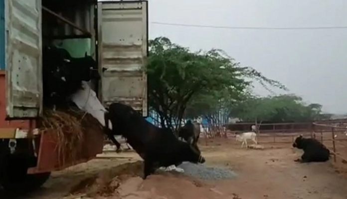 Rajasthan: Bajrang Dal workers chase a container smuggling 31 cows, free them, Police arrests one accused