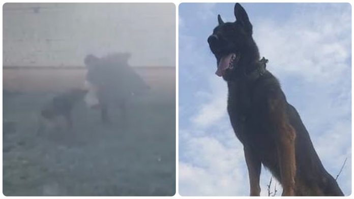 Army dog Zoom