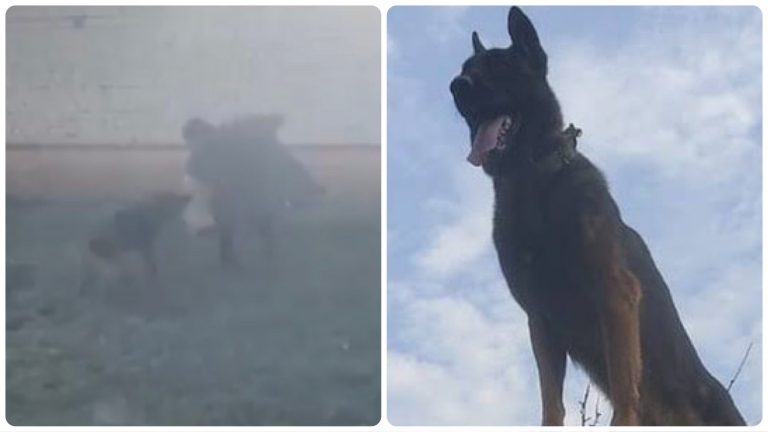 Army dog ‘Zoom’, who attacked terrorists and was shot during ops, stable after surgery