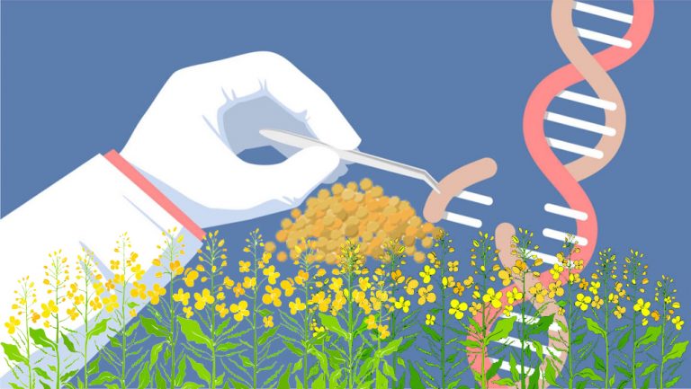 Genetic Engineering Appraisal Committee clears field trials of first genetically modified food crop, indigenously developed GM mustard