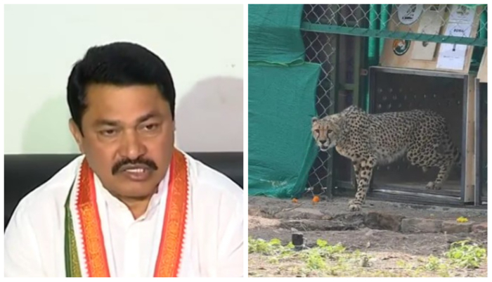 Congress leader Nana Patole blames Namibian Cheetah for bringing Lumpy virus to India from Nigeria, BJP demands Nobel Prize for this ‘research’