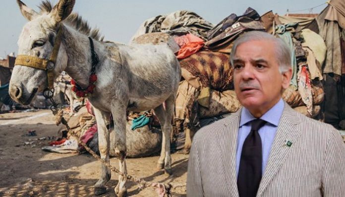 China keen on importing dogs and donkeys from Pakistan: Reports