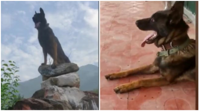 Army dog Zoom passes away, had got bullet wounds while fighting terrorists