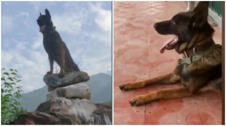 Army dog ‘Zoom’ passes away a day after surgery, had taken 2 bullets while fighting terrorists in Kashmir