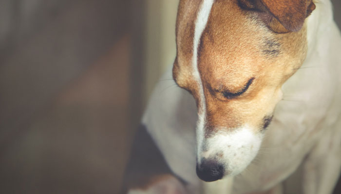 Mumbai: Police arrest 28-year-old food delivery executive for raping a dog in a Powai mall