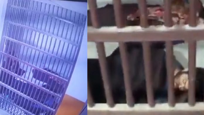 Watch lockup visuals of Aftab Amin, the killer of Shraddha Madan