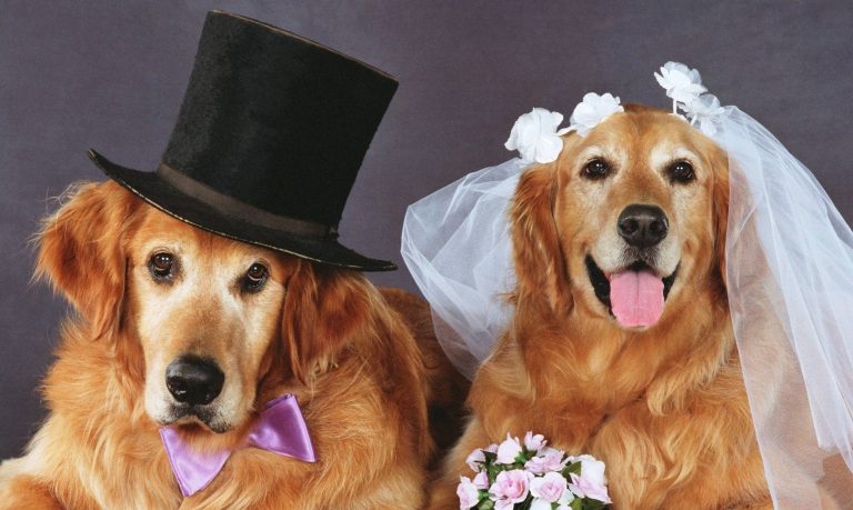 Sheru weds Sweety: Childless couple adopts female dog from local temple, to perform her ‘Kanyadaan’ as she marries neighbour’s dog