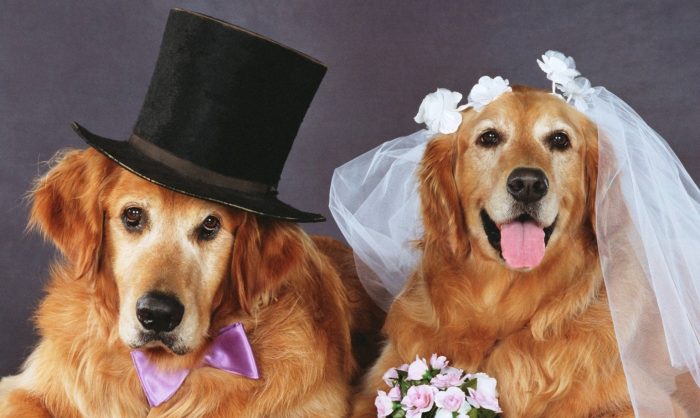 Couple set to do 'Kanyadaan' of their female dog as she gets married to a  neighbour's dog