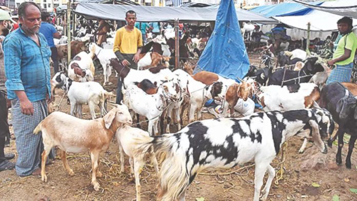 FIFA World Cup: West Bengal govt initiative to supply meat to Qatar