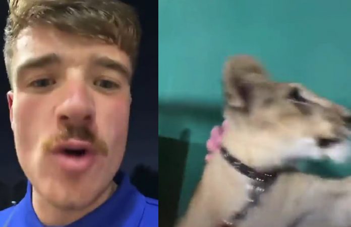 England fans hunt beer in Qatar, end up with lion in a Qatari’s villa