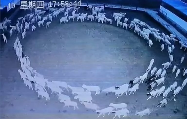 A large flock of sheep has been walking in a circle for 12 days without stopping in China, CCTV video goes viral