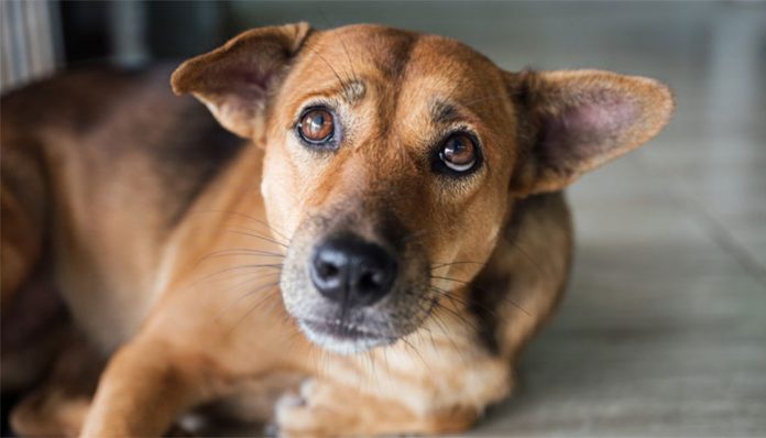 Four students of Don Bosco Technical Institute arrested for killing pregnant dog