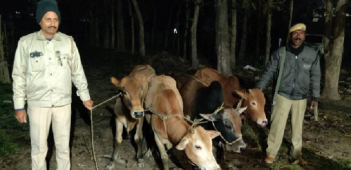 Assam Police foils cattle smuggling attempt along India-Bangladesh border in South Salmara Mankachar district