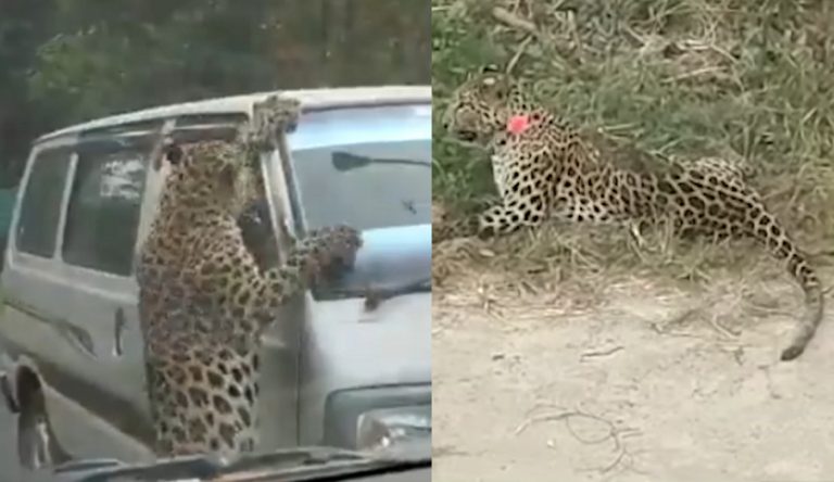 Leopard attacks at least 16 people including forest officers in Assam’s Jorhat, tranquillized and captured after a day of terror