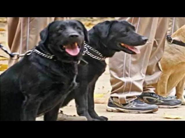 Sniffer dog BSF