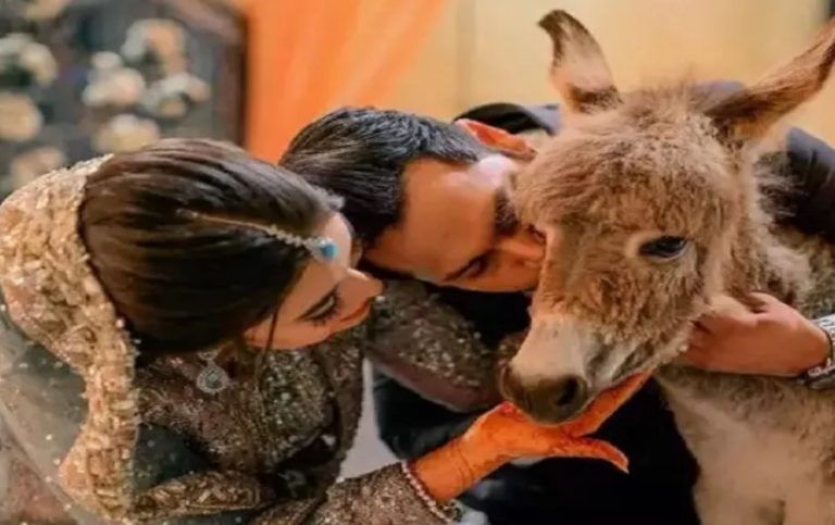 Pakistani YouTuber Azlan Shah gifts a baby donkey to his newly wedded wife as wedding gift, video goes viral