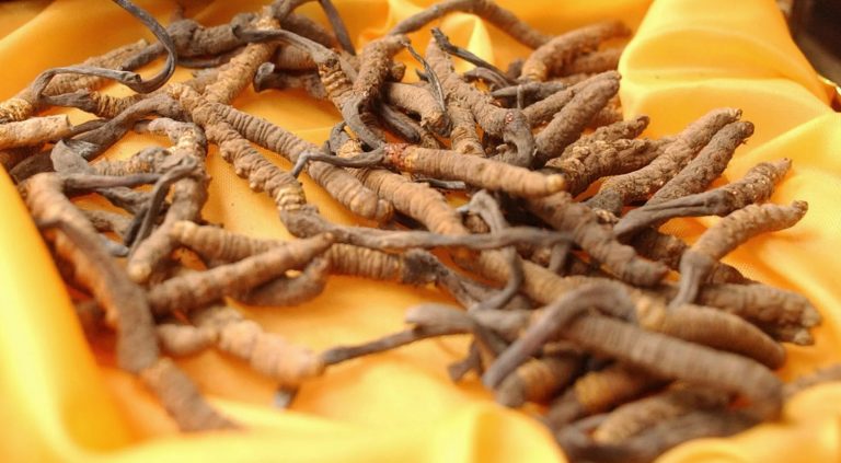 Chinese have been intruding into Indian territory in Arunachal to collect expensive fungus known as Himalayan Gold, says report