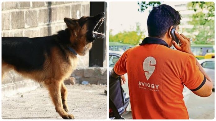 Hyderabad Swiggy dog