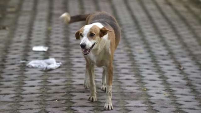Dog Bihar Arrah