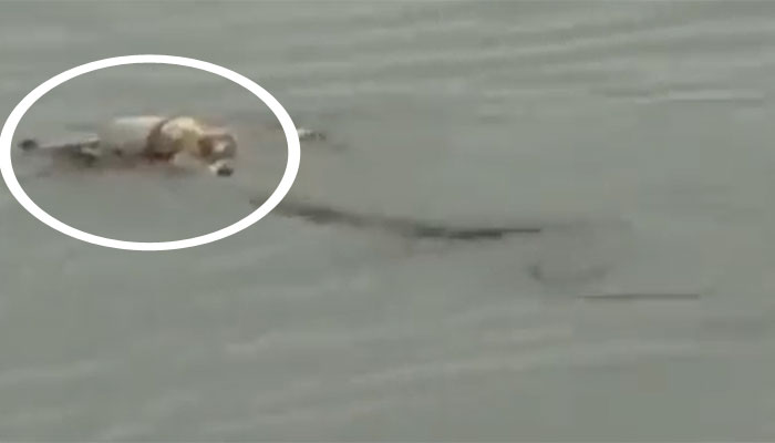 Indonesia: Crocodile finds the body of a drowned child and “returns” it to the search team