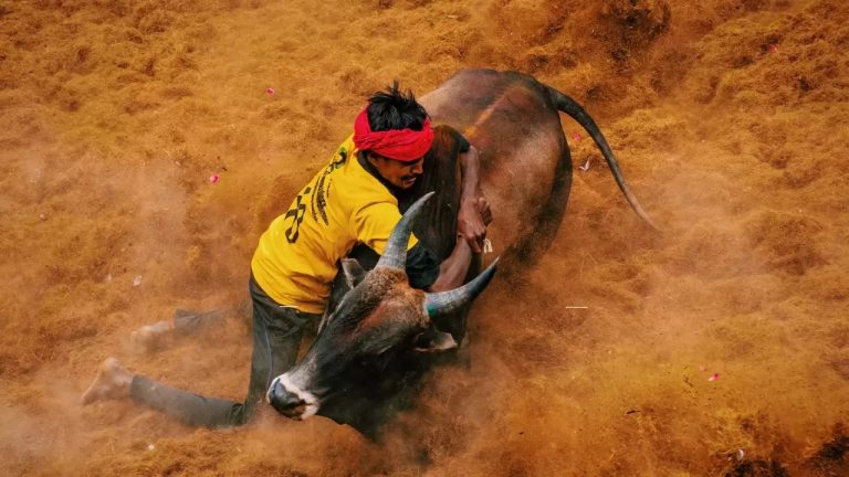 19 injured after bulls go berserk at Jallikattu event in Tamil Nadu’s Madurai