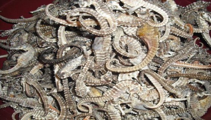 Around 3 p.m. on Tuesday, Wildlife Crime Control Bureau personnel and forest range officers from Ghospukur secured a seizure of 5 kg of dry seahorses and one motorcycle close to Naxalbari. A purported Islampur resident was also detained.