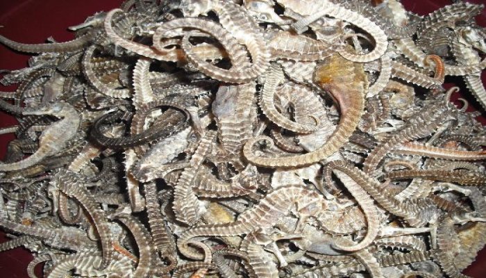 West Bengal: 5 kgs of dried seahorses worth crores seized in Siliguri, one Faiz Ahmed held 