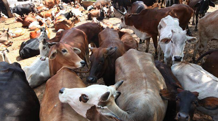 “Even God will not save us, forgive us,” says Gujarat HC on seeing images of carcasses of butchered cows in Nadiad