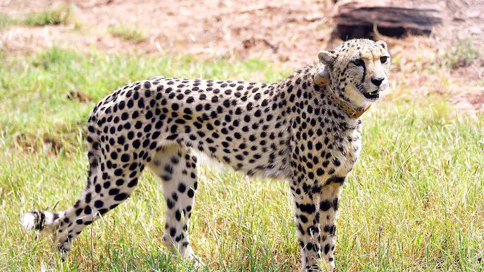 Cheetahs