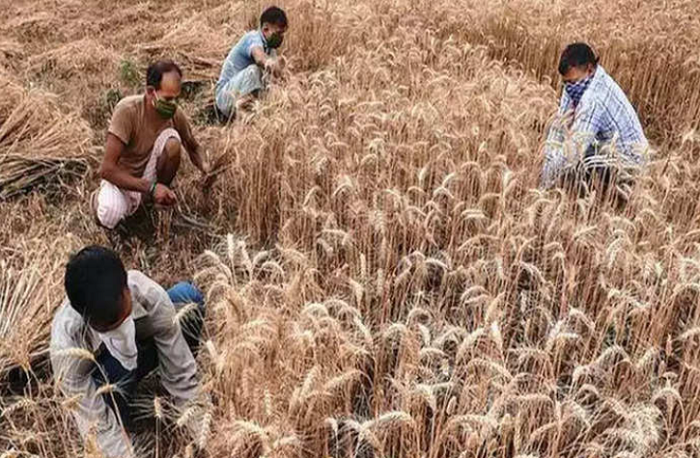 Bihar: Women ‘deliberately’ defecating in a farm at Bhagalpur, destroying wheat crops, farmer seeks help