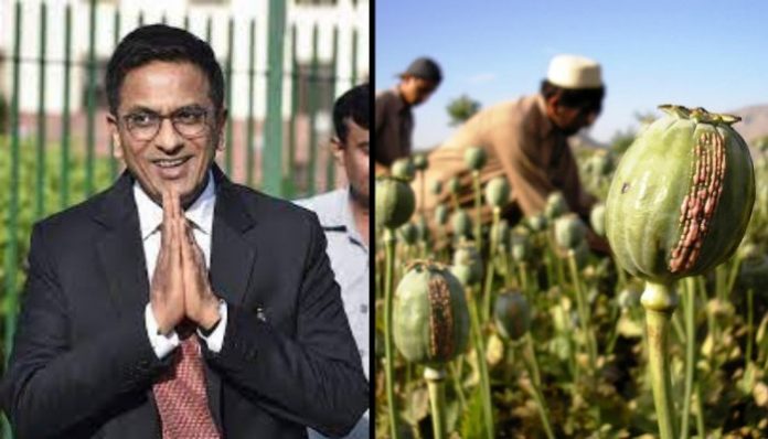 Stop running behind small peddlers: Supreme Court grants bail to Sabir in 'illegal cultivation of opium' case