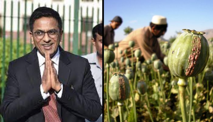 ‘Stop running behind small peddlers’: SC grants bail to Sabir who was caught with 8 kg of illegally farmed opium