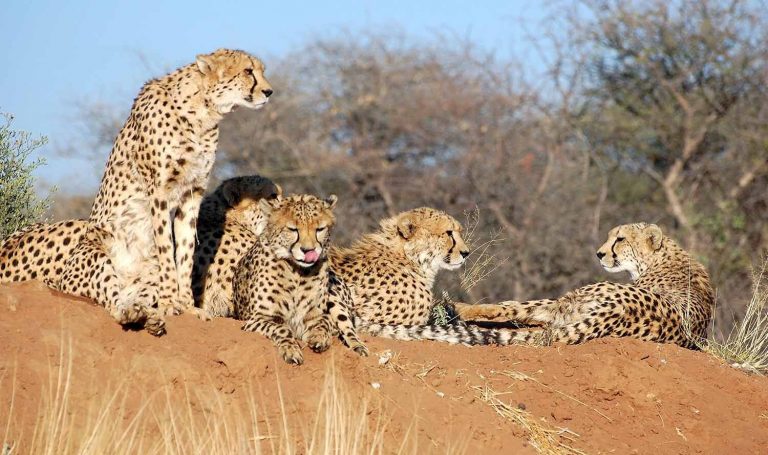 12 more Cheetahs to be brought to India from South Africa, IAF’s C-17 Globemaster aircraft to land on 18 February carrying them