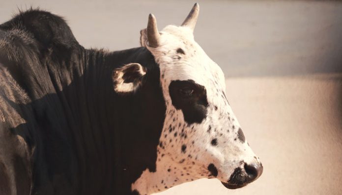 Gau Raksha
