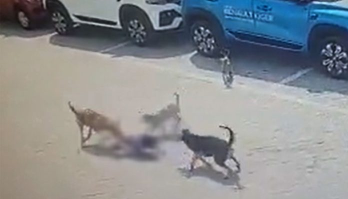 Street dogs killed child in Hyderabad