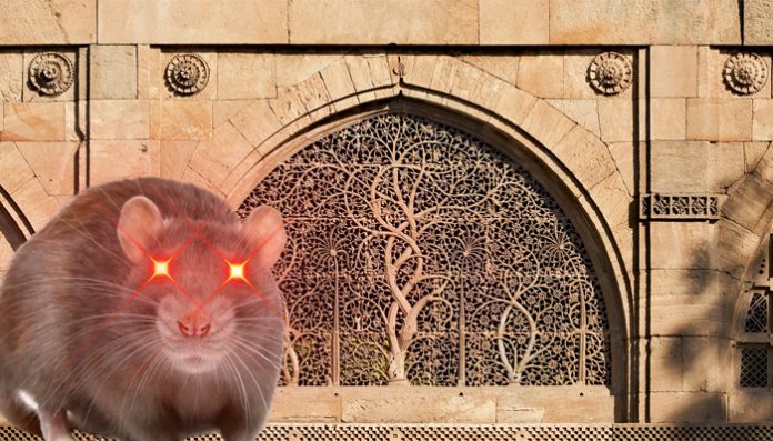 Rats in mosque