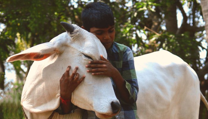 Celebrate 'Cow Hug Day' on Feb 14, urges Animal Welfare Board
