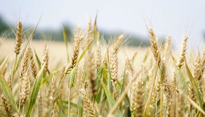 Wheat procurement