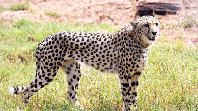 Cheetah deaths: SC question government