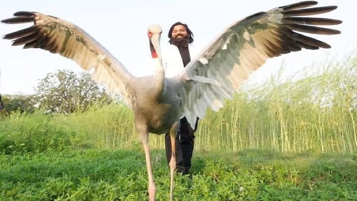 सारस पक्षी को अपने साथ रखने वाले आरिफ की बढ़ी मुश्किलें, FIR दर्ज, वन विभाग ने भेजा नोटिस Difficulties increased for Arif who kept the stork with him, FIR lodged, Forest Department sent notice
