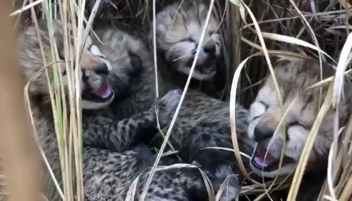 cheetah