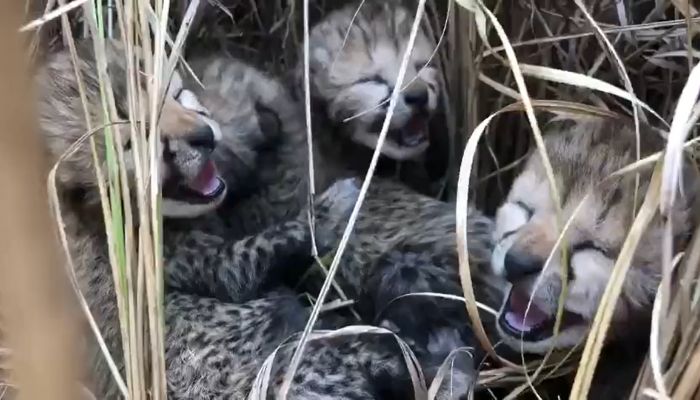 Siyaya, cheetah translocated from Namibia to India last year, gives birth to four cubs in Kuno National Park, cheetah cubs born in India after 79 years