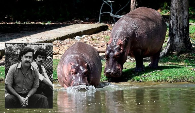 Colombia plans to send Pablo Escobar’s 60 ‘cocaine hippos’ to India and 10 to Mexico, to control their growing population