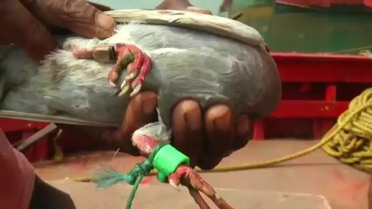 Suspected spy pigeon with camera and microchip tied on legs caught by fishermen in Odisha, handed over to police