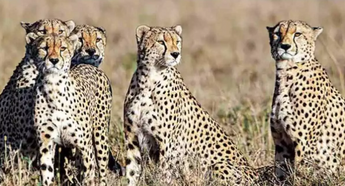 Cheetahs reintroduced from Namibia, South Africa to India now have official names, here is what they are called