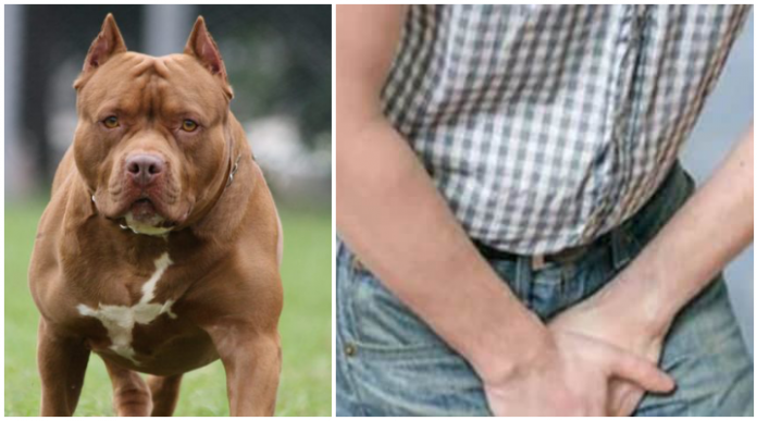 Haryana: Man seriously injured after stray Pitbull bites his private parts